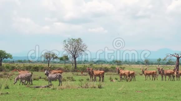 一群非洲羚羊和斑马漫步非洲大草原视频的预览图