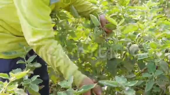 农夫在花园里收集茄子视频的预览图