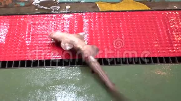 亚洲女人手拿小鲨鱼的慢动作海鲜市场视频的预览图