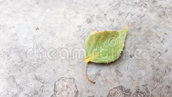 一片绿色的桦树叶躺在石头地板上特写镜头微微随风移动视频的预览图