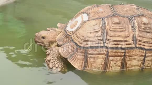 在户外动物园水上公园和河流公园里老非洲的龟壳慢慢爬行特写可爱的美女视频的预览图