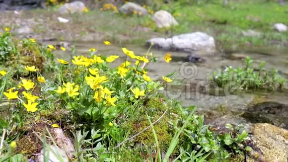 西班牙比利牛斯山脉小山溪上的黄花视频的预览图
