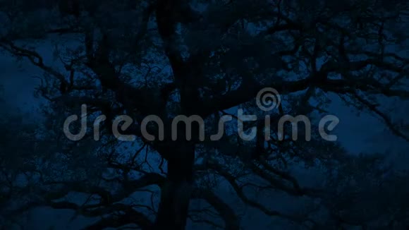大树在暴风雨的夜晚视频的预览图