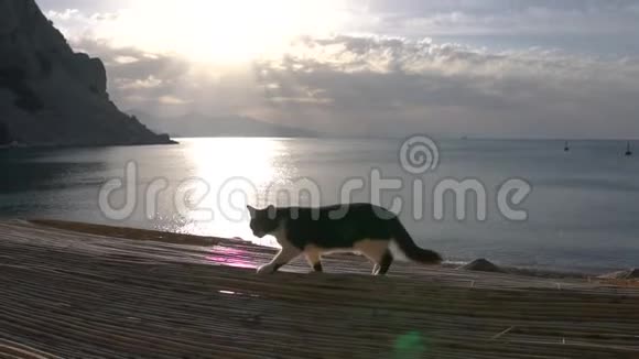 日出时黑白猫在海边的屋顶上缓慢地行走视频的预览图