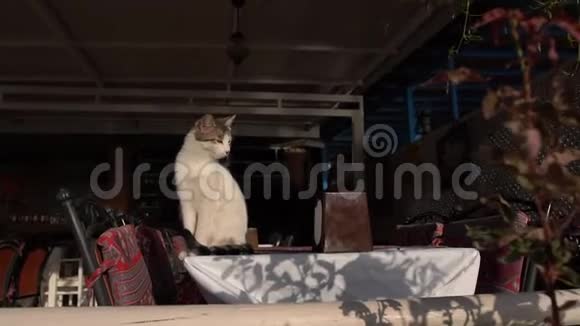 猫慢慢地坐在空餐厅的桌子上视频的预览图