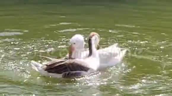 3只公鸭和母鸭都在水箱里游泳视频的预览图