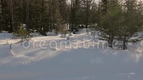 在厚厚的积雪中生长小松树的运动视频的预览图