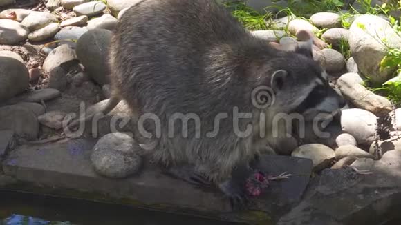 浣熊在自然公园吃肉的近景视频的预览图