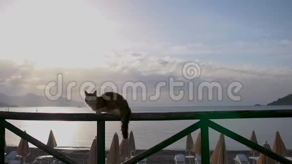 日出时害怕的猫沿着海滩附近的栅栏咖啡馆慢悠悠地跑着视频的预览图