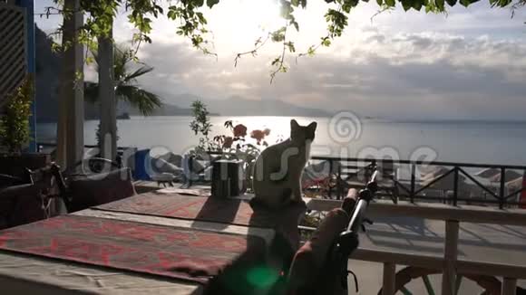一只毛茸茸的猫慢慢地坐在靠近大海的咖啡馆平台上视频的预览图