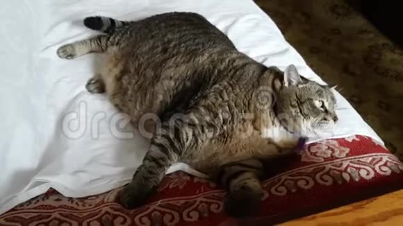 一只大猫躺在毯子上转过头看着玩具主人和一只家里的肥猫玩耍视频的预览图