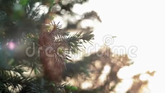 柔和的阳光透过松树的针叶照射视频的预览图