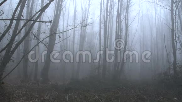 一个可怕的人在雾蒙蒙的森林里行走视频的预览图