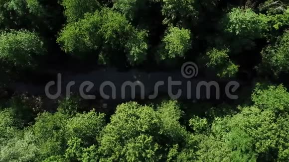 一条平静的河流在茂密的树木下飞舞视频的预览图