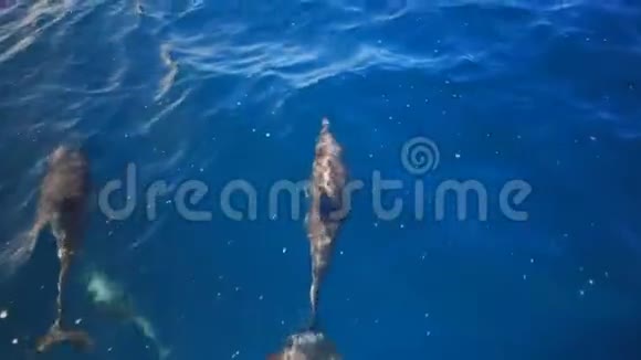 海豚在船头浪中嬉戏视频的预览图