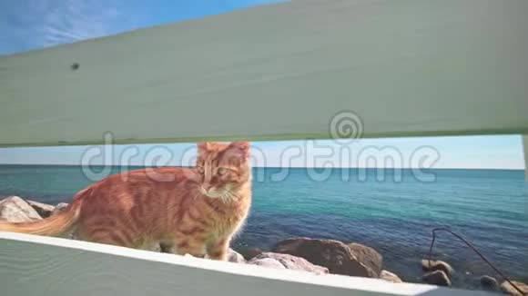 靠近大海的白色栅栏外的橙色猫在酒店的内部寻找视频的预览图