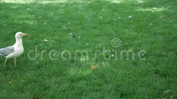 海鸥在公园的绿草上飞翔视频的预览图