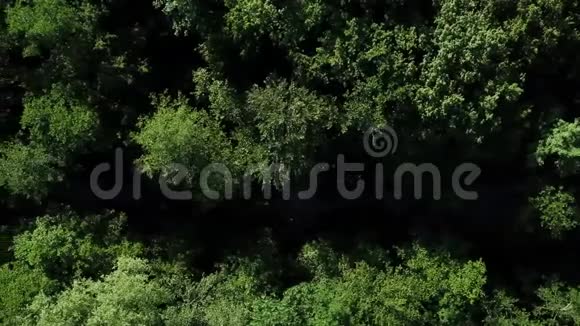 就在茂密的树木的正上方一条平静的河流流过视频的预览图