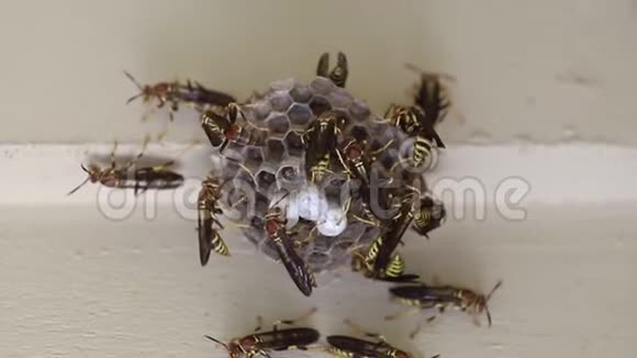 巢上附着在房屋上的蜂群活跃视频的预览图