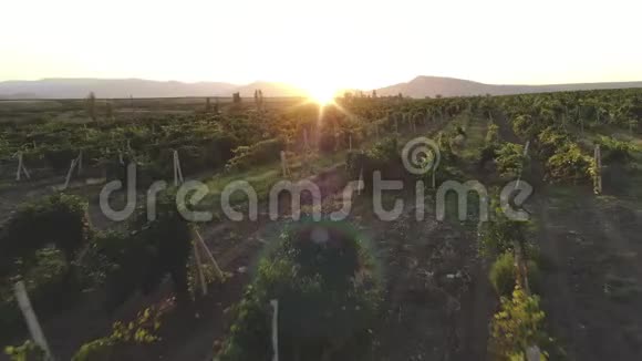 2019年8月科克提贝尔克里米亚的空中自然景观美丽的山丘田野和葡萄园视频的预览图
