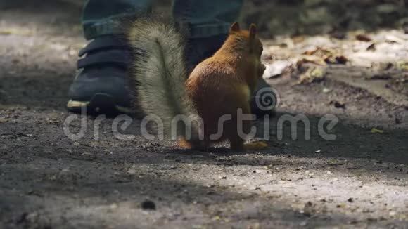 红松鼠在公园的人行道上吃种子一只松鼠坐在男孩腿旁边阳光明媚的夏日在公园里视频的预览图