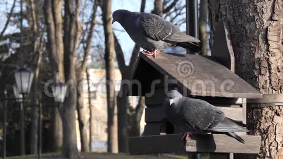 城市的鸽子在冬天被喂食器吃掉视频的预览图