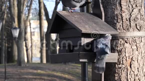 城市的鸽子在冬天被喂食器吃掉视频的预览图