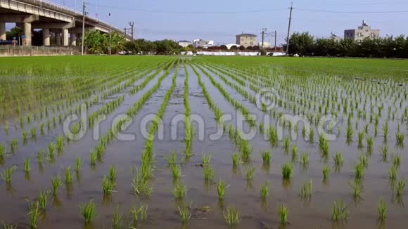 4K农业种植园的绿色水稻和火车通过背景视频的预览图