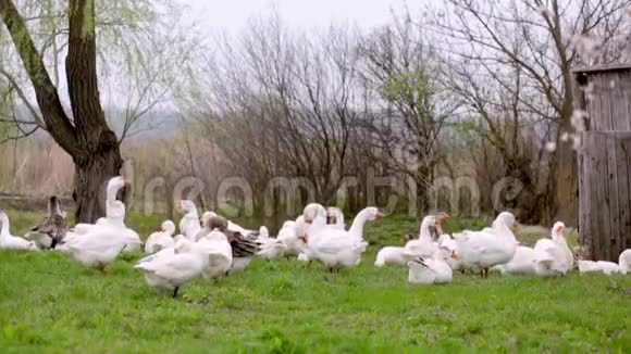 一群白色的家鹅在绿色的田野上觅食视频的预览图