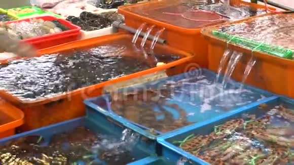 亚洲女人的慢动作把一条小鲨鱼放进容器里海鲜市场视频的预览图