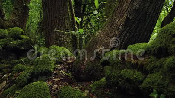 树木生长在岩石移动镜头视频的预览图