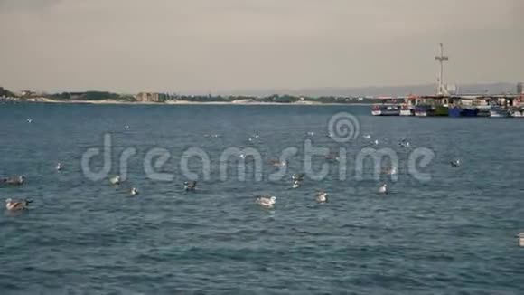 海港附近的水上海鸥视频的预览图