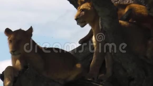 狮子在树上休息视频的预览图