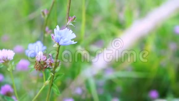 在夏天的田野里一朵被三叶草包围的矢车菊视频的预览图