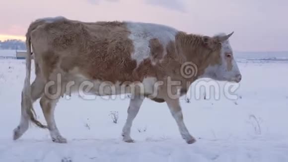 奶牛走在街上视频的预览图