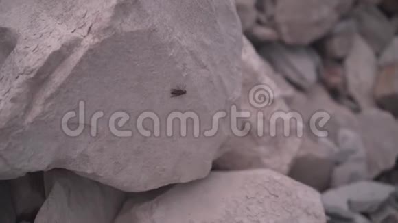 苍蝇在灰色的石头上移动然后飞走了视频的预览图