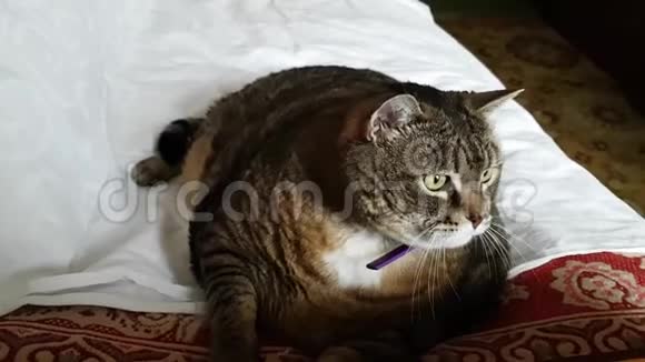 成年肥猫躺在沙发上看玩具猎人跟着移动视频的预览图