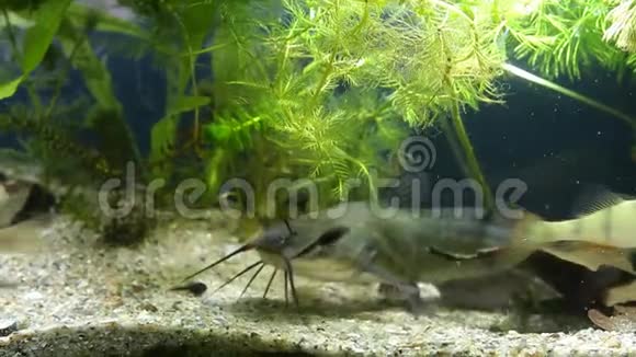 鲶鱼白鱼欧洲鲈鱼和普鲁士鲤鱼在浑水中游泳视频的预览图