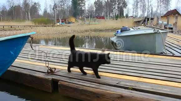 黑猫骄傲地走在码头上视频的预览图