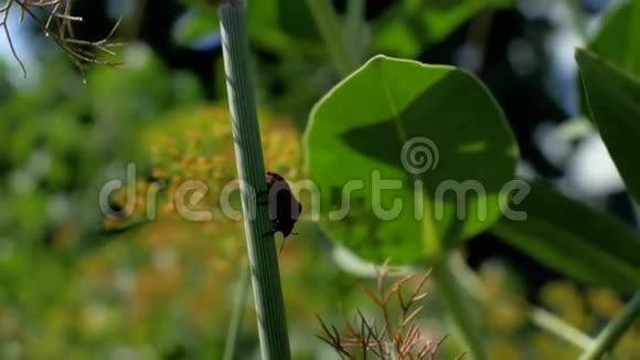 甲虫坐在欧芹茎上风摇动着欧芹的茎和叶子4k4k视频视频的预览图
