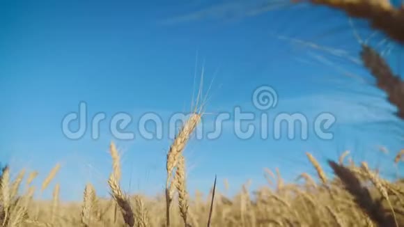 金色的麦穗在阳光下接近概念收获视频的预览图