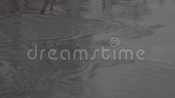 河中天空和树木的倒影平面图像剖面图视频的预览图