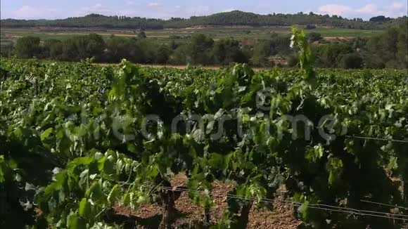 西班牙葡萄园景观Codorniu酒庄西班牙视频的预览图