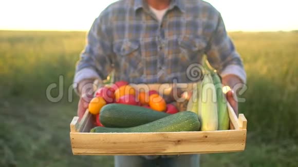 男子农民展示有机蔬菜盒子在日落田玉米土豆西葫芦西红柿农民市场视频的预览图