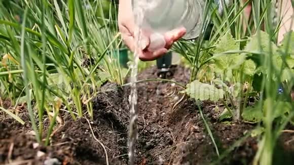 女人手把水倒在花园的床上种植树苗视频的预览图