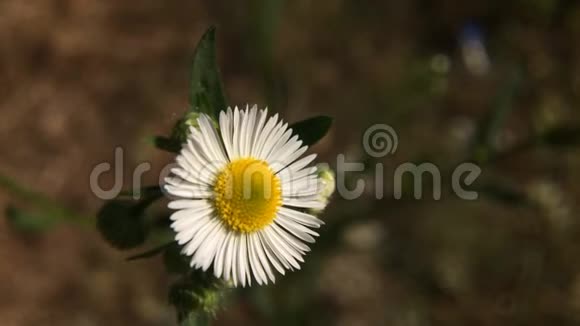 白色的雏菊花在夏天开花视频的预览图