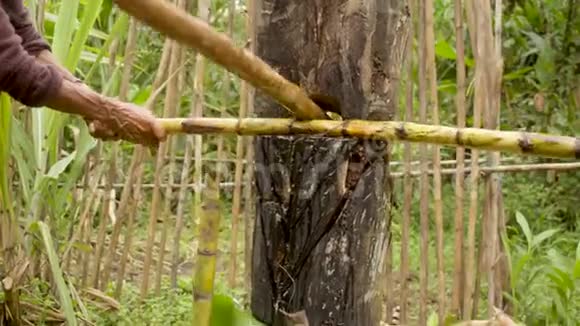 土著人在丛林中生产甘蔗汁视频的预览图