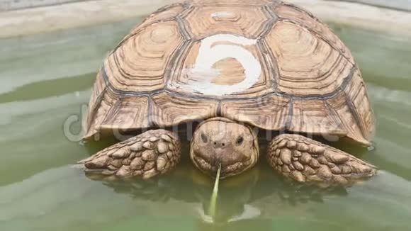 在户外动物园水上公园和河流公园里老非洲的龟壳慢慢爬行特写可爱的美女视频的预览图