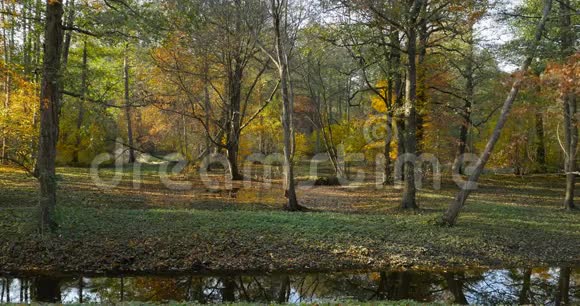 荷兰公园的落叶视频的预览图