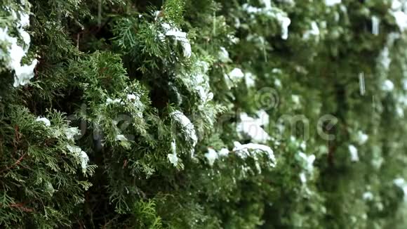 冬雪在小雨中慢慢融化的视频在一条线上的西葫芦树的枝上视频的预览图